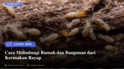 Cara Melindungi Rumah dan Bangunan dari Kerusakan Rayap