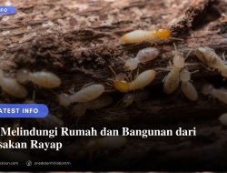 Cara Melindungi Rumah dan Bangunan dari Kerusakan Rayap